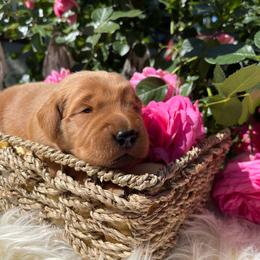 Purple Girl - Dark golden Golden Retriever puppy in Gridley, California from Honey Bee Goldens
