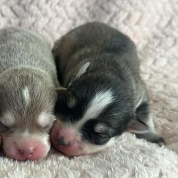 Oreo - Black and white female Pomsky puppy in Uintah County, Utah from Bingo's Wolfhounds, Lollipop Pomskies