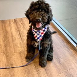 Goldendoodle Puppies from Solis Goldendoodles