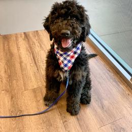 Goldendoodle Puppies from Solis Goldendoodles