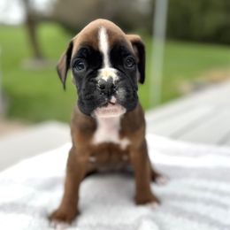 Knox - Fawn Boxer puppy in Cicero, New York from MK Boxer Haven of CNY