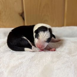 Fizz - Black and white male Border Collie puppy in Owenton, Kentucky from Three16 Ranch