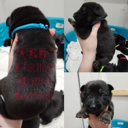 Boy 2 - Black and tan German Shepherd puppy in Georgia from The Creative Rhone Kennel