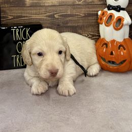 Beetlejuice - Red male Dachshund puppy in Bowerston, Ohio from Hangin’ H Kennels, LLC