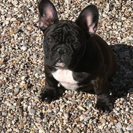 French Bulldog Puppies from Peche Mignon French Bulldogs