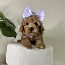 Goldendoodle Puppies from Simply Mini Goldendoodles