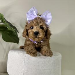 Goldendoodle Puppies from Simply Mini Goldendoodles