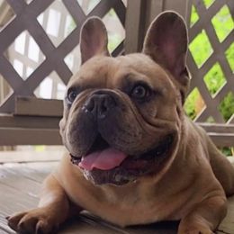 French Bulldogs from Kallis Family Frenchies