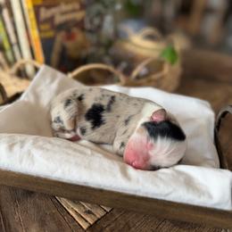 Bandit - Blue merle male Miniature American Shepherd puppy in Payson, Arizona from Barnhardt Minis