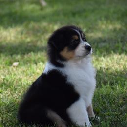 Manx - Black tri-color female Australian Shepherd puppy in Jameson, Missouri from Sky Creek