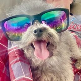 Shih Tzus, Shorkies, Yorkipoos, and Yorkshire Terriers from Little Rascal Ranch