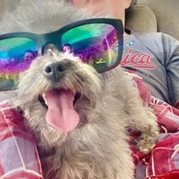 Shih Tzus, Shorkies, Yorkipoos, and Yorkshire Terriers from Little Rascal Ranch