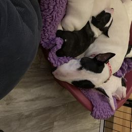 Miniature Bull Terriers from York