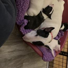 Miniature Bull Terriers from York