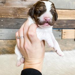 Poodle Puppies from LeBaron Standard Poodles