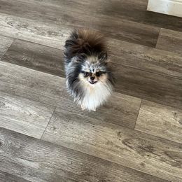 Foxy - Pomeranian