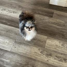 Foxy - Pomeranian