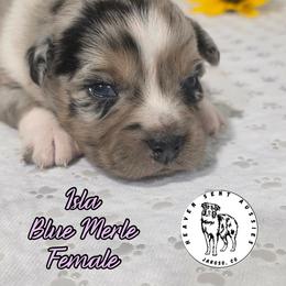 Isla - Blue merle female Miniature Australian Shepherd puppy in Jaroso, Colorado from Heaven Sent Aussies