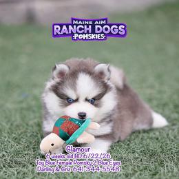 Glamour - Blue female Pomsky puppy in Humeston, Iowa from M.A.R. Dogs