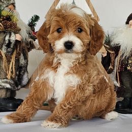 Rolo - Apricot male Goldendoodle puppy in Glenford, Ohio from Mi-De Doodles