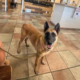 Yumi - Belgian Malinois