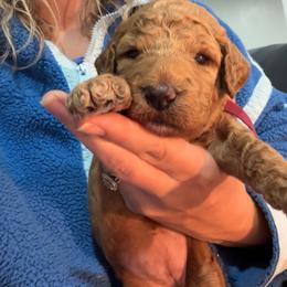 Maroon Collar - Red  female Goldendoodle puppy in Ottawa, Kansas from Kansas Country Doodles