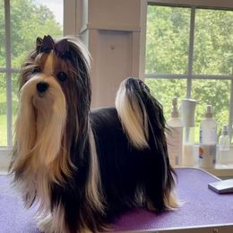 Juju - Biewer Terrier