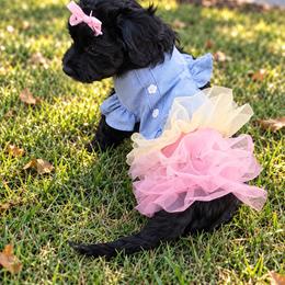 Mabel - Black and white female Aussiedoodle puppy in Byron, Georgia from Southern Olive Doodles 🫒