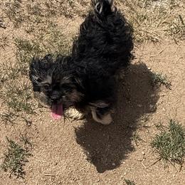 Sylvester - Black male Companion Cross puppy in Calhan, Colorado from Millennium Falcon Kennels