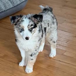 Girl 4 - Blue merle female Miniature Australian Shepherd puppy in Saco, Maine from Wags Family Aussies