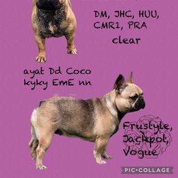 Andi - French Bulldog