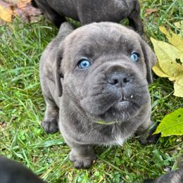 Creedence - Cane Corso puppy from Reverence Cane Corso