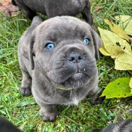 Creedence - Cane Corso puppy from Reverence Cane Corso