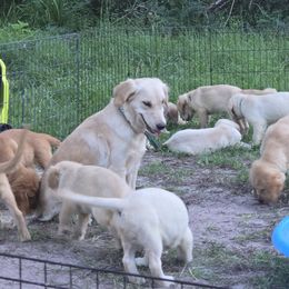Golden Retriever Puppies from Stellar Acres Golden Retrievers
