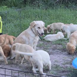 Golden Retriever Puppies from Stellar Acres Golden Retrievers