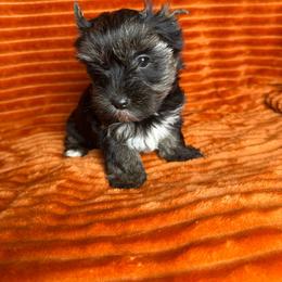 Dahlia - Black and tan female Yorkshire Terrier puppy in Tulsa, Oklahoma from Conns Cuddly Canines