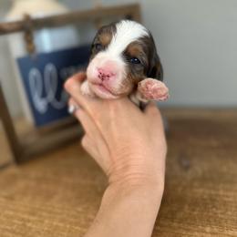 Waffles - Blue merle male Bernedoodle puppy in Waco, Texas from Blessings Pups Doodles