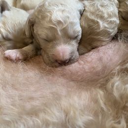 Goldendoodle and Poodle Puppies from Bracha Poodles & Doodles