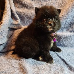 Pomeranian Puppies from Ramos' Pommies