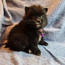 Pomeranian Puppies from Ramos' Pommies