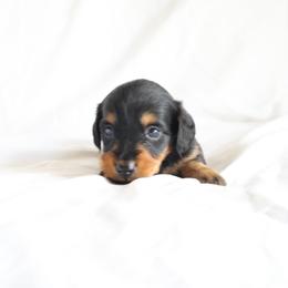 Bo - Black and tan male Dachshund puppy in Fredericksburg, Ohio from William's Dachshunds