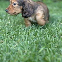 Brownie - Chocolate and tan male Dachshund puppy in Vancouver, Washington from Cascade Minis