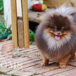 Ellie - Pomeranian