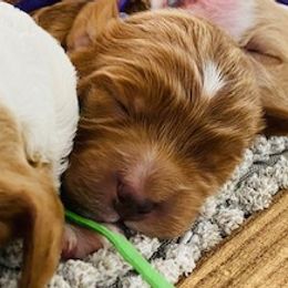 Goldendoodles and Poodles from GoldStar Doodles USA