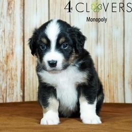 Monopoly - Black tri male Miniature American Shepherd puppy in Carlisle, Pennsylvania from 4 Clovers Kennel