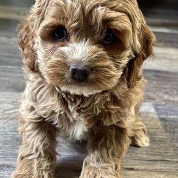 Cookie - Golden female Cockapoo puppy in Macomb, Missouri from Hunter's Puppies