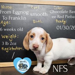 Franklin - Piebald male Dachshund puppy in Hoquiam, Washington from Heyd's Mini Dachshunds