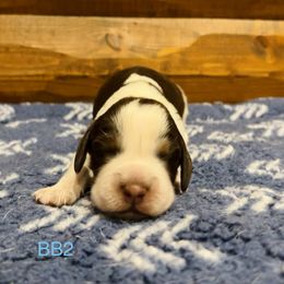 BB2 - Tri-Roan male English Springer Spaniel puppy in Britton, South Dakota from K&S Canines