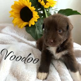 Australian Shepherd and Miniature Australian Shepherd Puppies from Southern Blessed Farm