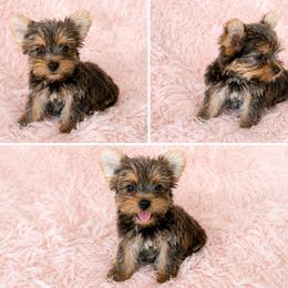 Chip - Sable male Yorkshire Terrier puppy in Phelan, California from Tiny Tailz